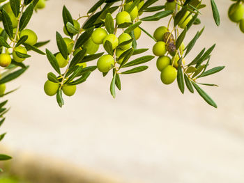 Close-up of fruits growing on tree