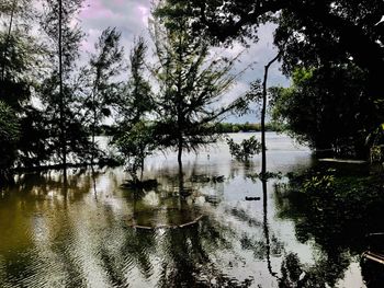 Reflection of trees in lake against sky