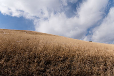 Scenic view of wheat field against sky