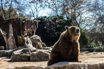 Bear in zoo