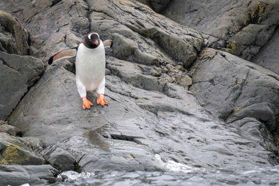 Gentoo penguin stands on shore lifting flippers