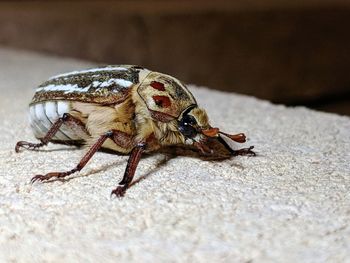 Close-up of a beautiful blue eyed beetle