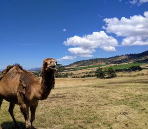 View of a horse on field