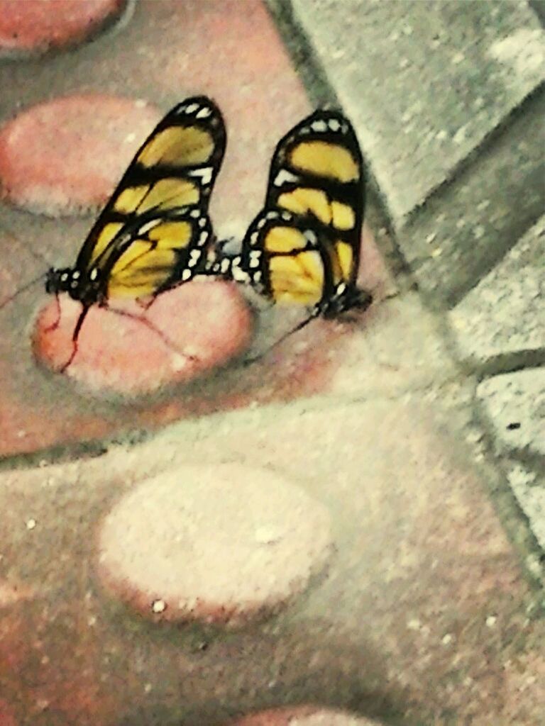 animal themes, one animal, animals in the wild, wildlife, insect, high angle view, close-up, butterfly - insect, animal markings, yellow, day, outdoors, natural pattern, focus on foreground, nature, zoology, pattern, selective focus, butterfly, no people