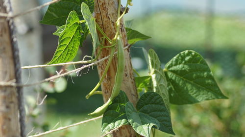 Close-up of fresh green plant