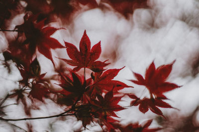 Close-up of red maple leaves