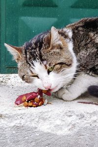 Close-up of cat eating food