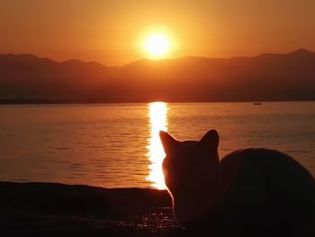 Silhouette cat on beach against sky during sunset