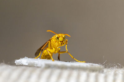 Close-up of insect over white background