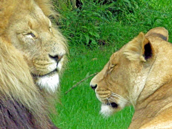 View of a lion