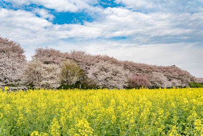 Scenic view of oilseed rape field against cloudy sky