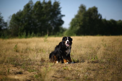 Dog running in a field