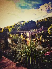 View of plants against the sky