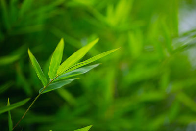 Close-up of crops growing on field