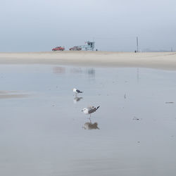 Birds swimming in sea against sky