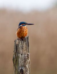 Close-up of bird perching on wooden post