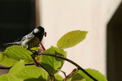 Close-up of bird perching on leaf