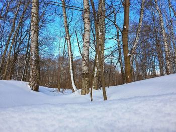 Bare trees on snow covered land