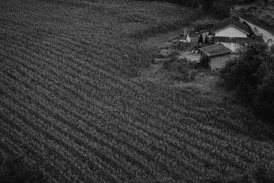 High angle view of crops on field