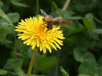 Close-up of insect on yellow flower