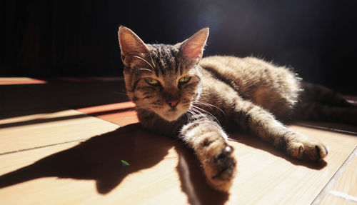 Portrait of a cat resting