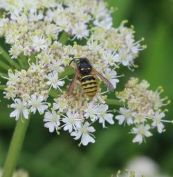 Close-up of bee pollinating on flower
