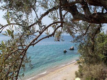 View of trees on beach
