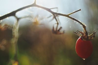 Close-up of berries on plant