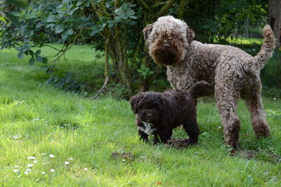 Portrait of dogs standing on grass field