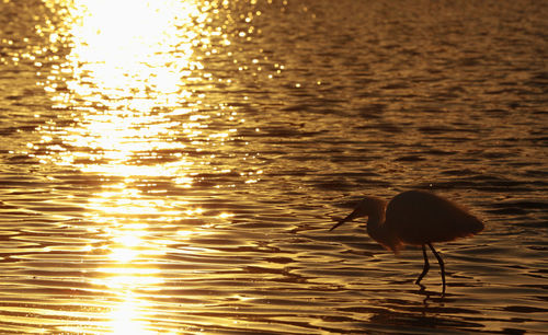 Silhouette bird in lake during sunset