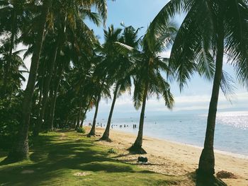 Palm trees on beach against sky