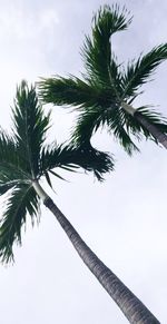 Low angle view of palm tree against sky