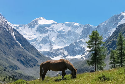 The horse eats grass against the background of large mountains in the snow