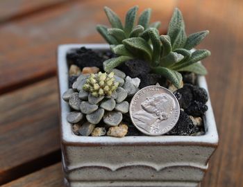 Close-up of coin in potted plant on table