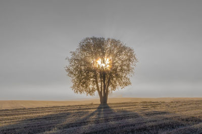 Sunrise behind a tree in a meadow