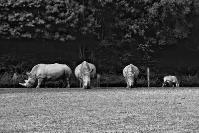 Horses grazing in a field