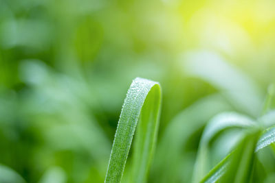 Close-up of plant growing outdoors