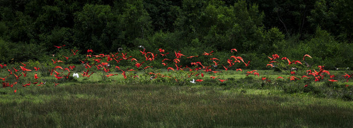 View of birds on grassy field