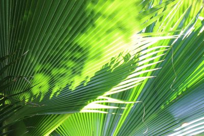 Close-up of palm tree in forest