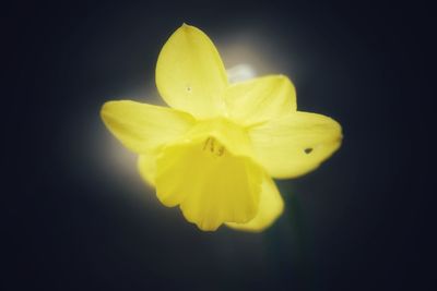 Close-up of yellow daffodil against black background