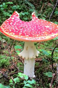 Close-up of mushroom growing in forest