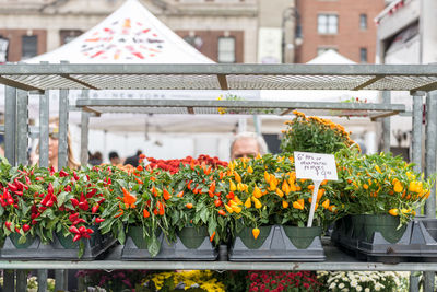 Colorful flowers and plants at a stand on a sttreet market in south manhattan, nyc, usa