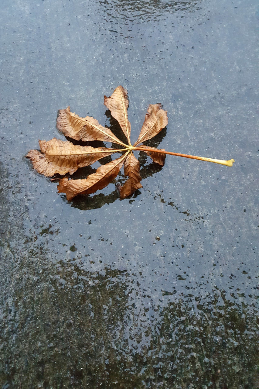 CLOSE-UP OF DRY LEAF ON WET STREET