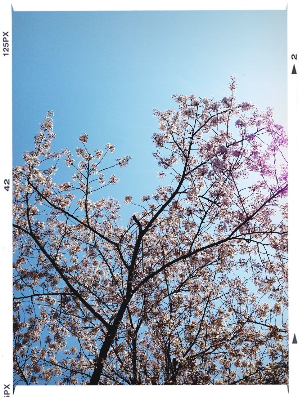 transfer print, clear sky, auto post production filter, blue, low angle view, tree, branch, growth, flower, beauty in nature, nature, copy space, freshness, sky, day, tranquility, outdoors, no people, blossom, fragility