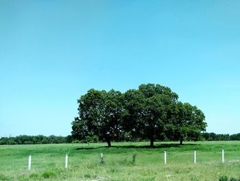 Trees on field against clear blue sky