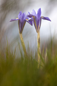 Close-up of purple crocus flowers on field