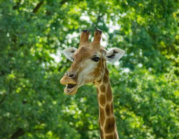 Close-up portrait of giraffe eating tree