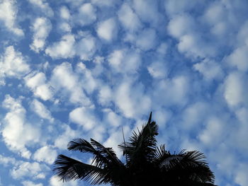 Low angle view of palm tree against sky