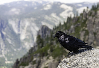 Bird perching on rock