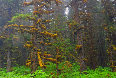 Pine trees in forest